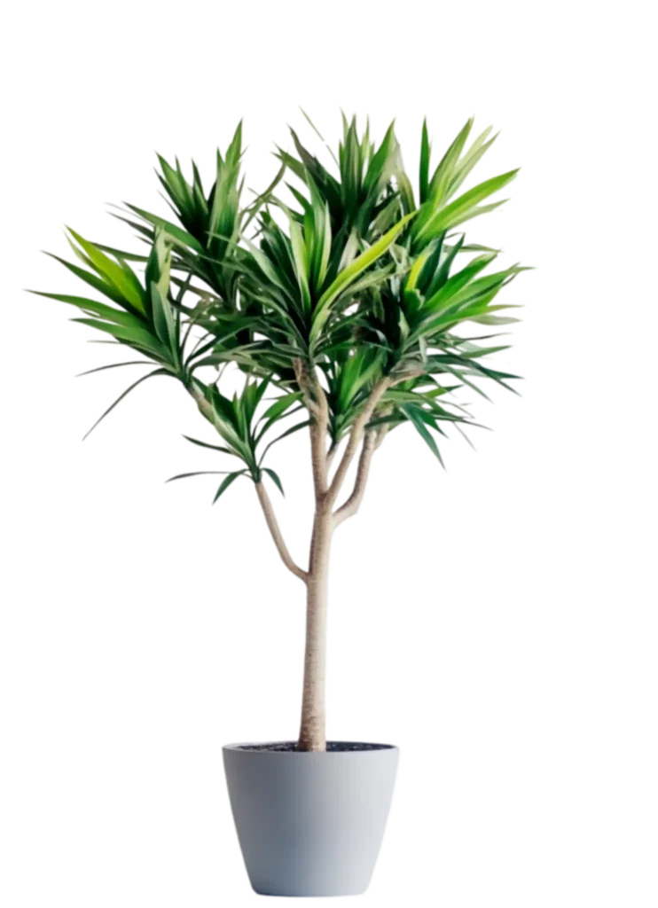 دراسنا معطر – Dracaena fragrans