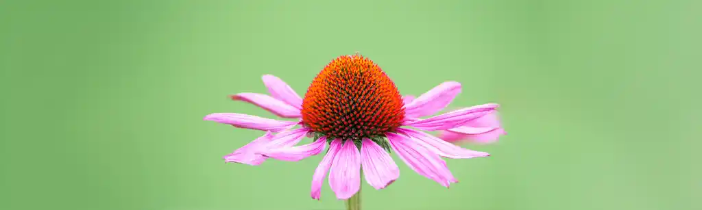 گل مخروطی (Echinacea)