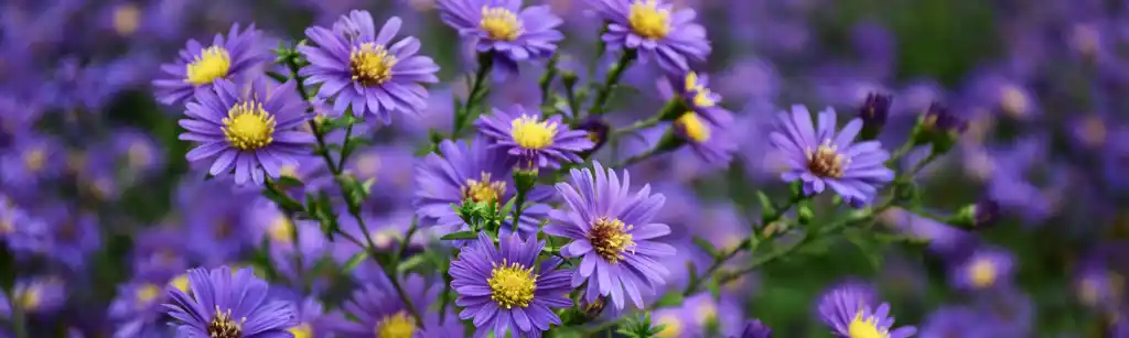 گل ستاره ای (Aster)