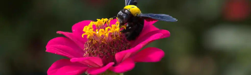 گل آهار (Zinnia)