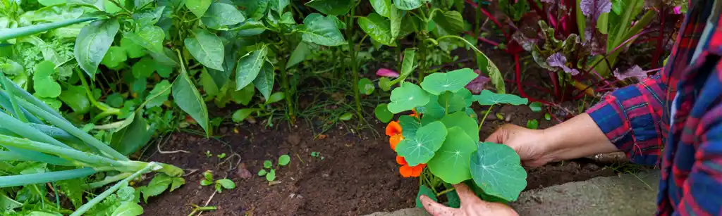 مزایای کاشت گل در کنار سبزیجات