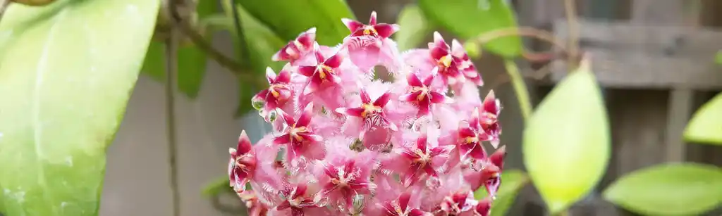 گیاهان مقاوم برای کسانی که همیشه آبیاری را فراموش می ‌کنند