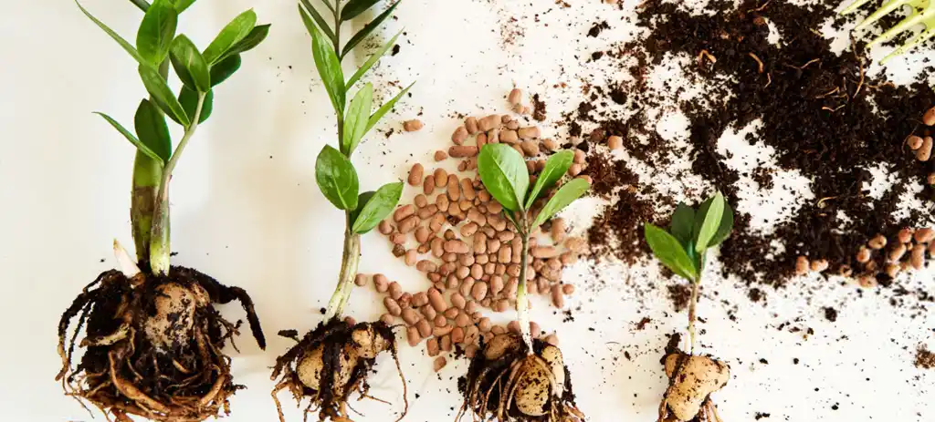 بهترین خاک برای زامیوکالکاس 