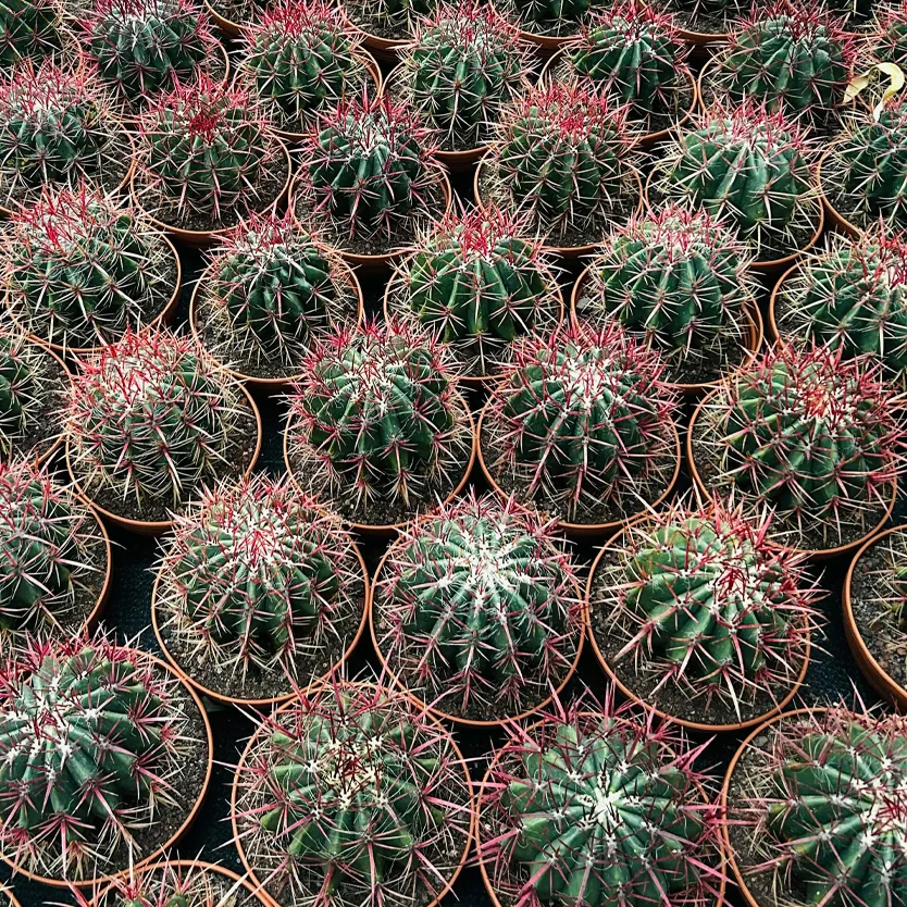 راهنمای کامل نگهداری و پرورش کاکتوس فرنچی (Ferocactus)