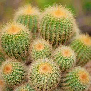 راهنمای کامل نگهداری و پرورش کاکتوس بالرینی (Ball Cactus)