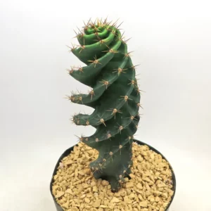 راهنمای کامل نگهداری و پرورش کاکتوس مارپیچ           ( Cereus forbesii Spiralis )