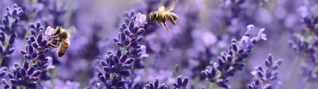 گیاهان مناسب برای فضاهای باز