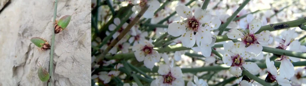 گیاهان بومی اصفهان