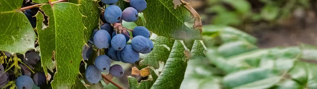 گیاهان بومی آذربایجان غربی