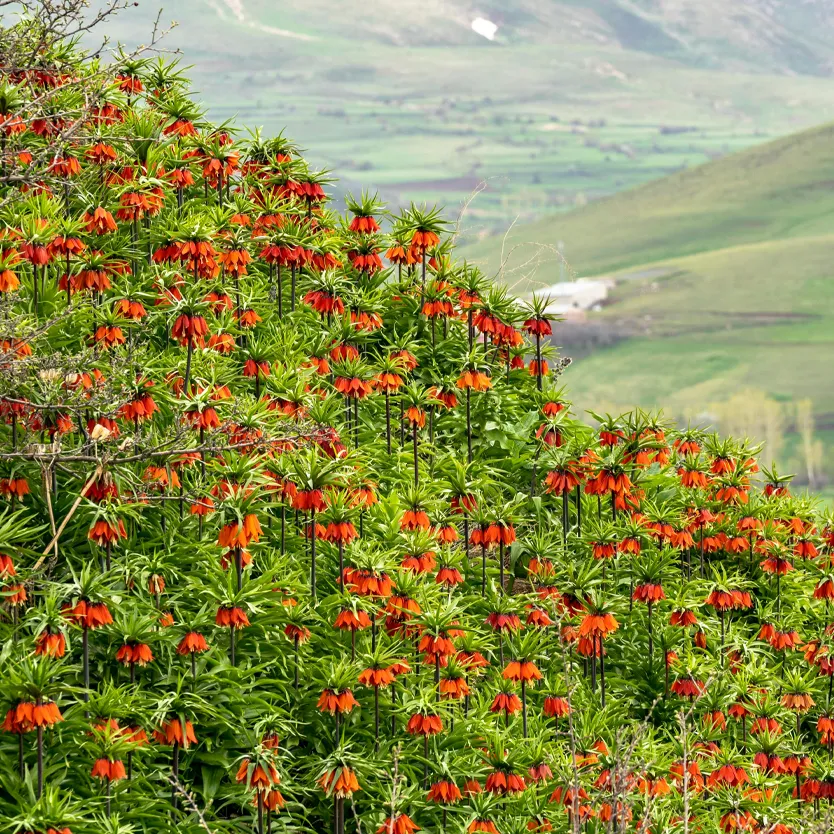 10 نکته جالب درباره گیاهان بومی ایلام