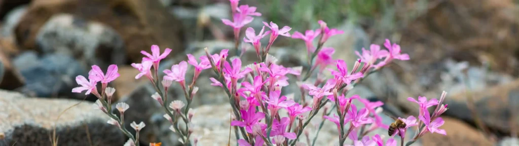 گیاهان بومی البرز