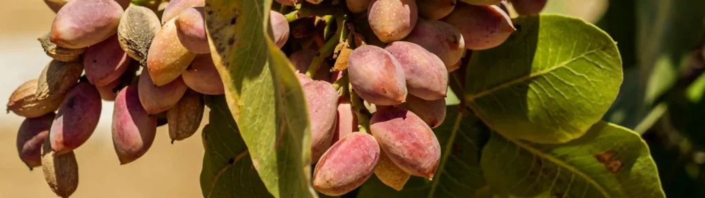 گیاهان بومی خراسان شمالی