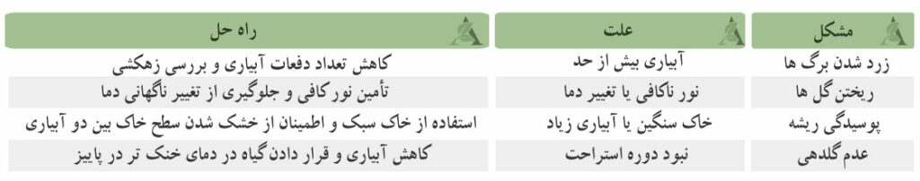 کاکتوس کریسمس