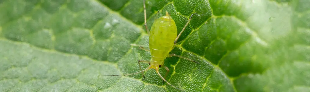 شته زرد گل رز (Yellow Rose Aphid)