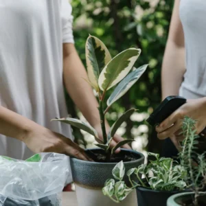 بهترین خاک برای فیکوس