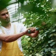 راهنمای هرس کردن گیاه شفلرا برای رشد بهتر
