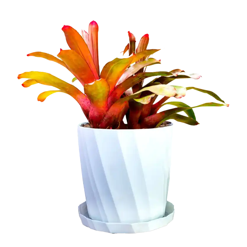 بروملیاد Bromeliaceae spp.