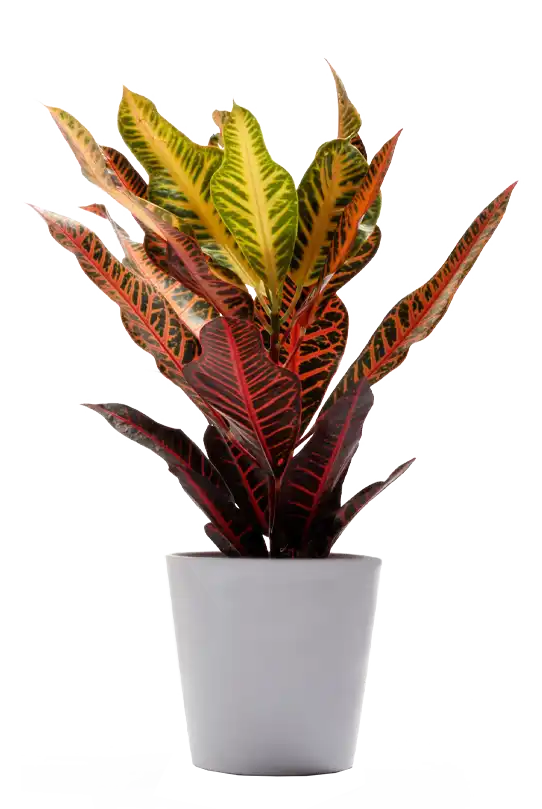 کروتون Codiaeum variegatum