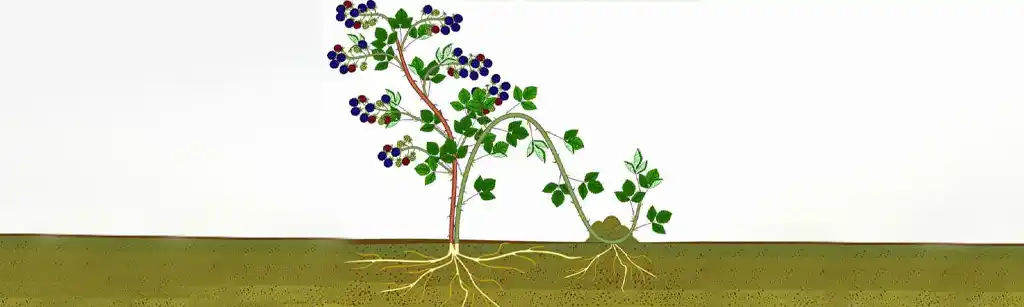 تکثیر از روش خوابانیدن هوایی