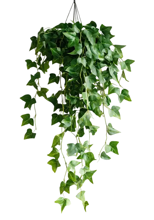 سیسوس رومبیفولیا – Cissus rhombifolia