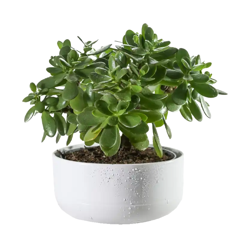 گیاه یشم – Crassula ovata