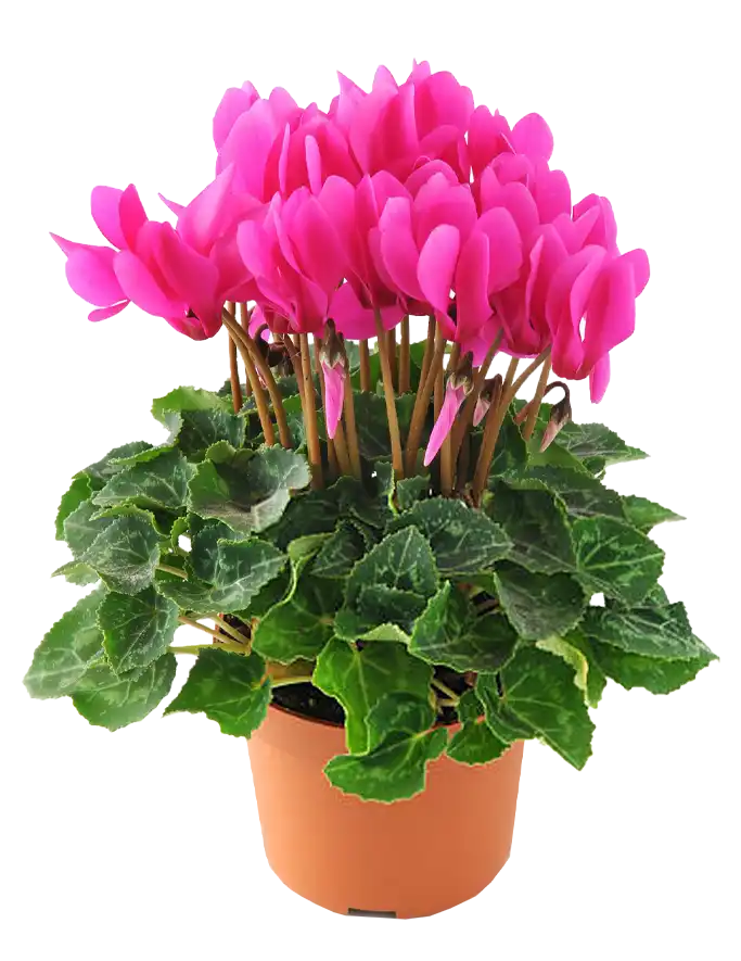 سیکلامن ایرانی – Cyclamen persicum