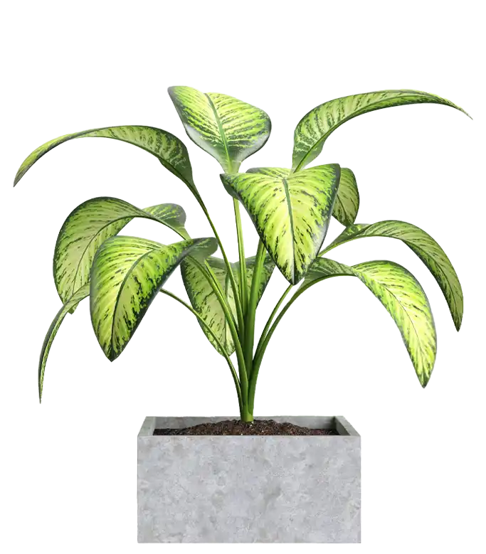 دیفن‌ باخیا – Dieffenbachia seguine