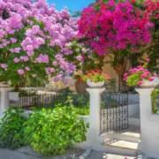 رنگ ‌های متنوع گل کاغذی : چگونه رنگ گل‌ های گل کاغذی را تغییر دهیم؟ 4 پیشنهاد موثر