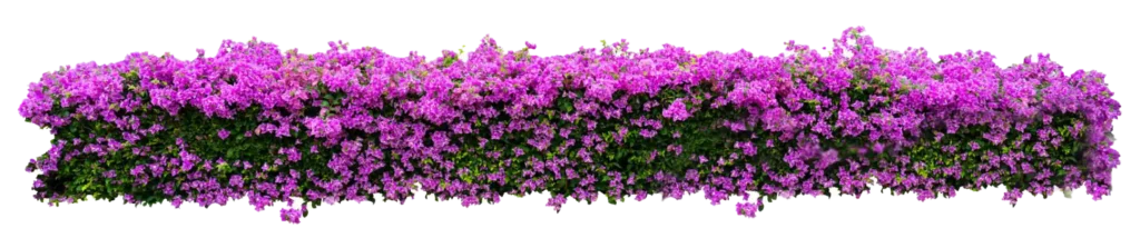 راه‌ های عملی برای تغییر رنگ گل کاغذی