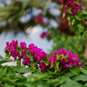 آبیاری گل کاغذی: 5 روش‌ برای جلوگیری از پوسیدگی ریشه