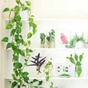 چگونه پتوس را هرس کنیم؟ نکات مهم برای افزایش رشد و زیبایی گیاه