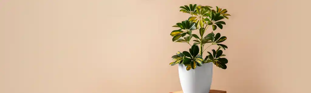 راهنمای کامل آبیاری گیاه شفلرا