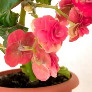 سفیدک پودری روی بگونیا