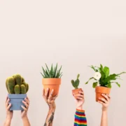 140 گیاه آپارتمانی مناسب برای دکوراسیون داخلی