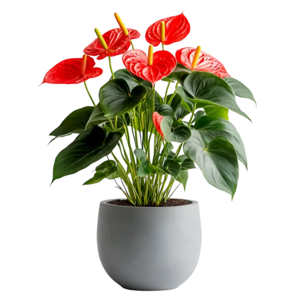 آنتوریوم Anthurium andraeanum