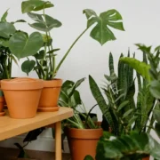 10 مورد از بهترین گیاهان مقاوم به آفت