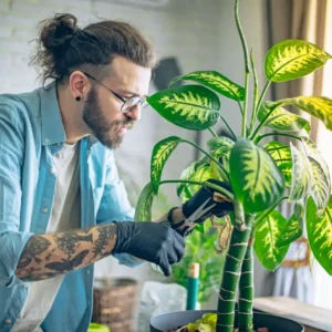 چگونه دیفن باخیا را هرس کنیم