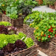 مزایای کاشت گل در کنار سبزیجات: ترکیبی از زیبایی و کاربرد
