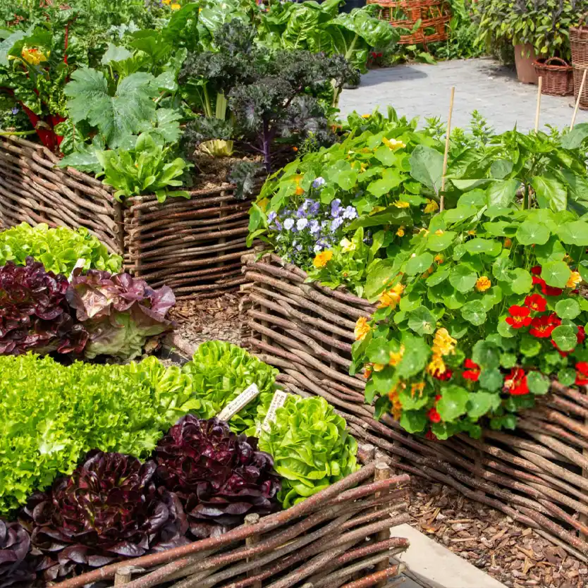 مزایای کاشت گل در کنار سبزیجات