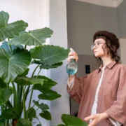 نشانه های کم آبی و آبیاری بیش از حد در بابا آدم + راهکارهای اصلاح