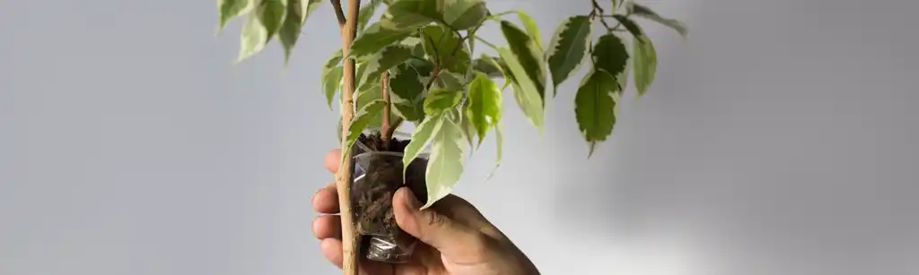 خوابانیدن هوایی