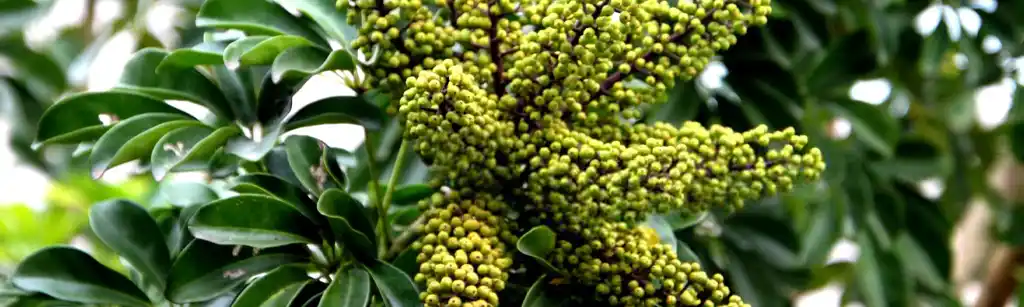 بهترین خاک برای گیاه شفلرا چیست