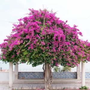 تاریخچه گل کاغذی