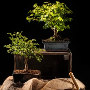 بهترین زمان برای تکثیر بونسای