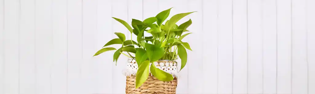 پتوس نئون (Neon Pothos)