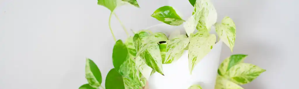 پتوس مرمری (Marble Queen)
