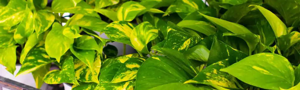 پتوس طلایی (Golden Pothos)