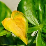 ۵ راهکار کلیدی برای پیشگیری از کلروز در فیلودندرون با کود آهن